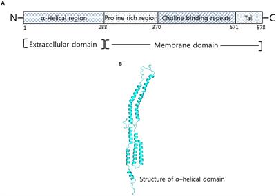 Towards Identifying Protective B-Cell Epitopes: The PspA Story